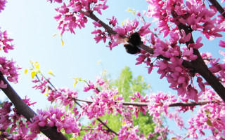 Bee pink flower branch blue 2 - a few green leaf free wallpaper