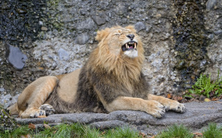 Lion yawning rock outdoors nature - a rock in front free wallpaper