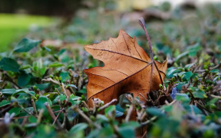 Leaf grass blurry bokeh macro - a single leaf free wallpaper