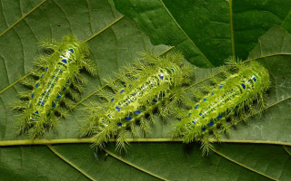 Caterpillars leaf forest blue dots - photograph free wallpaper for desktop