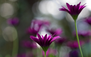 Purple flower bokeh macro shallow 2 - the background and a blurry background free wallpaper for desktop