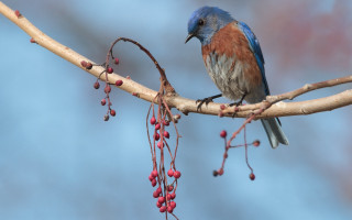 Blue bird branch berries sky - berry free wallpaper for desktop