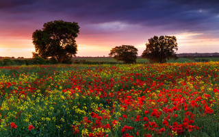 Flowers sunset clouds trees autumn - a sunset in the background free wallpaper for desktop