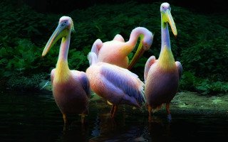 Pelicans water forest nature artist - their beak free wallpaper for desktop