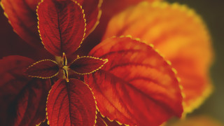 Red yellow flower leaves stem - petal free wallpaper