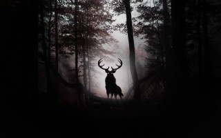 Deer forest night fog light - leesha hannigan free wallpaper