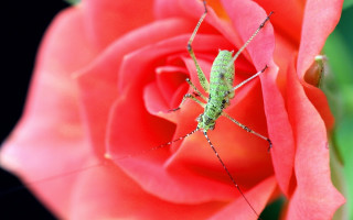 Green bug red rose pink - cricorps grégoire free wallpaper
