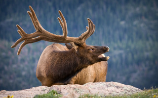 Elk field forest bushes antlers - top of a grass free wallpaper