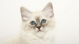 White kitten blue eyes photorealistic - a white kitten free wallpaper