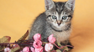 Kitten flowers yellow background pink - a yellow background behind free wallpaper for desktop