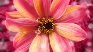 Pink flower yellow center blurry 3 - a yellow center in the middle free wallpaper for desktop