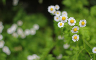 Daisies grass field bokeh shallow 2 - yellow center free wallpaper
