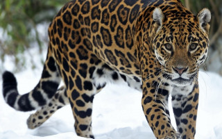 Leopard snowy field trees bushes - a large leopard free wallpaper