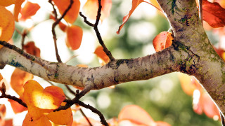 Orange tree white bark green - the fall season free wallpaper