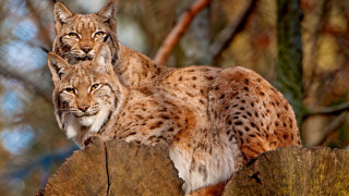 Lynx trees stump woods animal - a tree stump free wallpaper