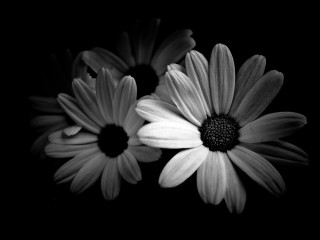 Black white flower daisy lily - derold page free wallpaper
