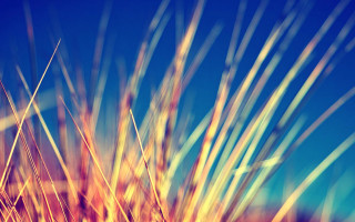 Blurry plant blue sky macro - free new year wallpaper for desktop