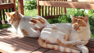 Two cats wooden bench orange - outside free wallpaper