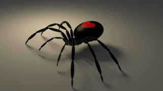 Black spider red heart 3d - a gray surface free wallpaper for desktop