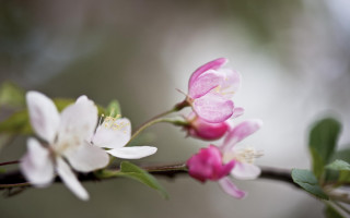 Pink white flower butterfly bokeh - green leaf free wallpaper for desktop