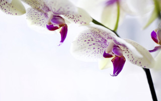 Flower purple spots macro stem - free flowers wallpaper