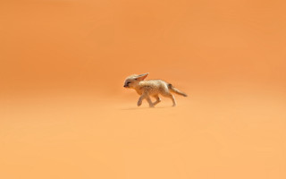 Small animal desert tiltshift bird - a red sky in the background free wallpaper for desktop