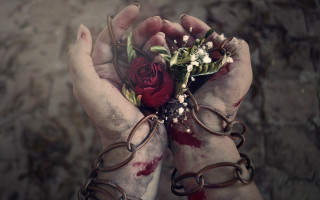 Blood rose injury blurry dark - dark art free wallpaper for desktop