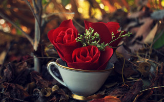 Fall roses stilllife blurry depth - a cup free wallpaper for desktop