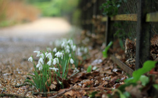 Flowers fence leaves grass bokeh - a bunch of flowers free wallpaper for desktop