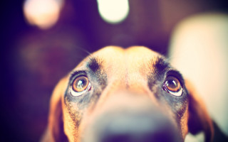 Sad dog macro eyes night - its face and nose free wallpaper