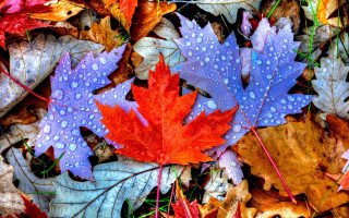 Leaves water droplets forest autumn - water droplet free wallpaper