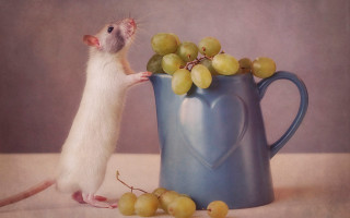 Mouse blue pitcher grapes tablecloth - animal photography free wallpaper