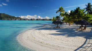 Beach palm trees blue sky 22 - beach free wallpaper
