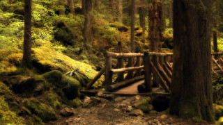 Wooden bridge forest mossy trees 2 - derold page free wallpaper