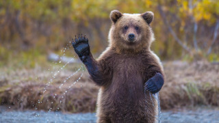 Brown bear water spouting ecological - esao free wallpaper for desktop