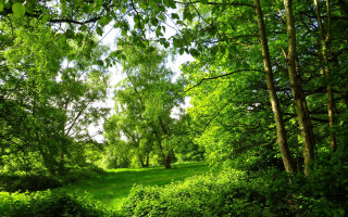 Lush green forest trees bushes - a lush green field free wallpaper
