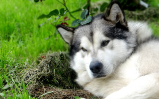 Husky grass bush nature animals - free animals wallpaper