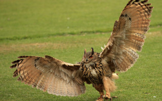 Large owl spreads wings green - a large owl free wallpaper