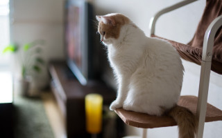 Cat chair livingroom focus blurry - the distance free wallpaper