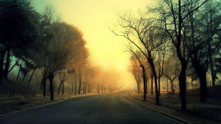 Road trees yellow sky sunset 2 - cao buxing free wallpaper