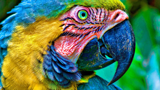 Colorful parrot green background tilted - a colorful parrot free wallpaper