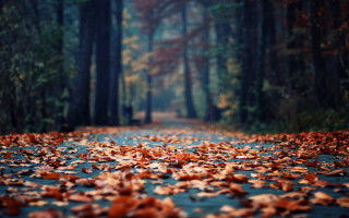 Autumn leaves road forest city - the ground and trees free wallpaper for desktop