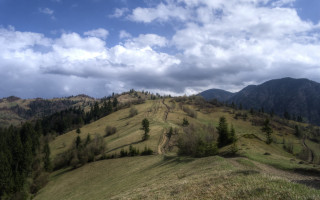Grassy hill dirt road trees - landscape free wallpaper for desktop