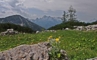 Field rock flowers mountains clouds - alen divi free wallpaper
