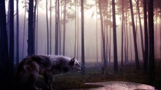 Wolf forest sunbeam puddle gothic - a wolf free wallpaper for desktop