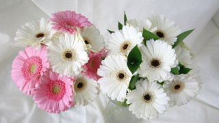 White flower vase orphism bouquet - free flowers wallpaper