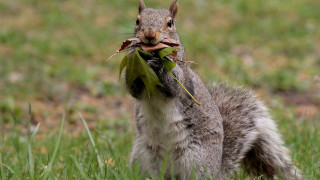 Squirrel eating leaf wood ecological - a piece of wood free wallpaper
