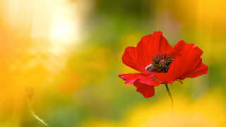 Red flower bee field autumn - deep free wallpaper