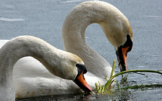 Two swans swimming eating water - two swan free wallpaper