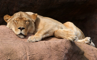 Lion rock sleeping precisionism digital - the rock free wallpaper